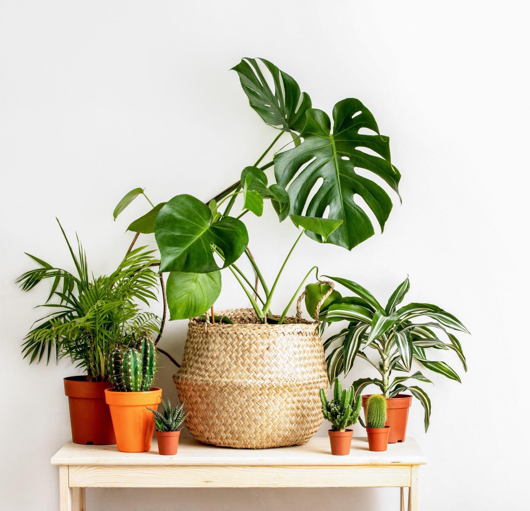 10 Tipps, um im Home-Office gesund zu bleiben 6 various houseplants sitting on a small table in front of a white wall