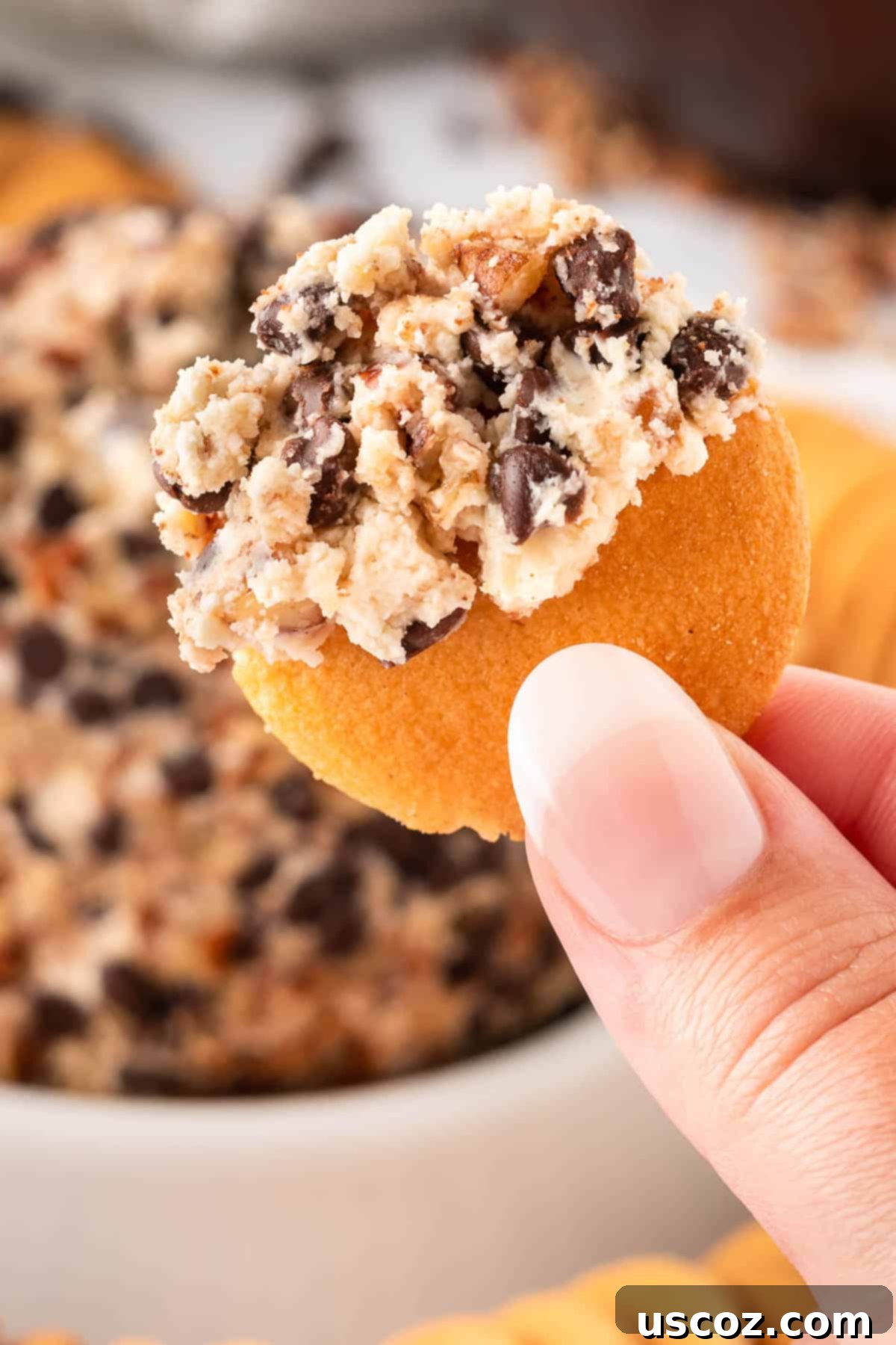 Chocolate Chip Cheese Ball Delight 14 A Nilla wafer generously dipped into the chocolate chip cheese ball, ready for eating.