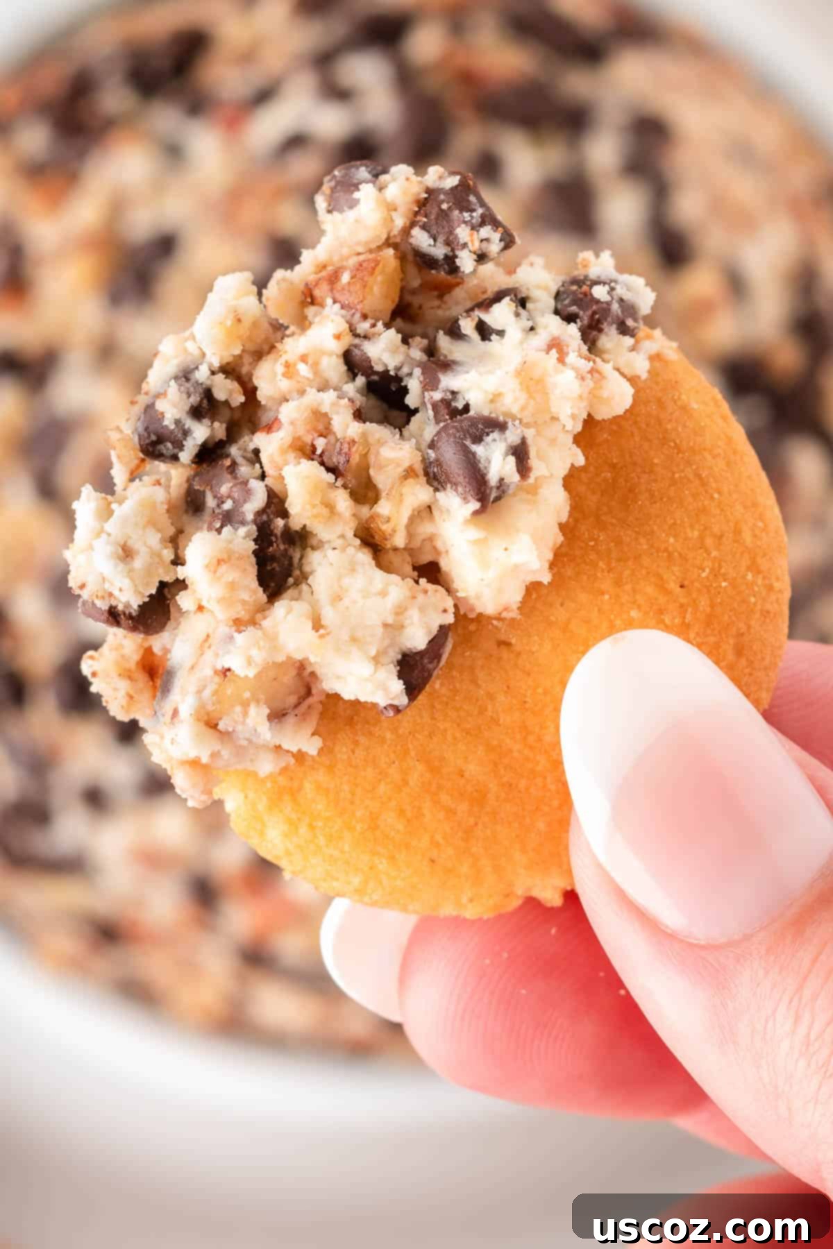 Chocolate Chip Cheese Ball Delight 3 A Nilla wafer being dipped into a creamy chocolate chip cheese ball, showcasing its texture.