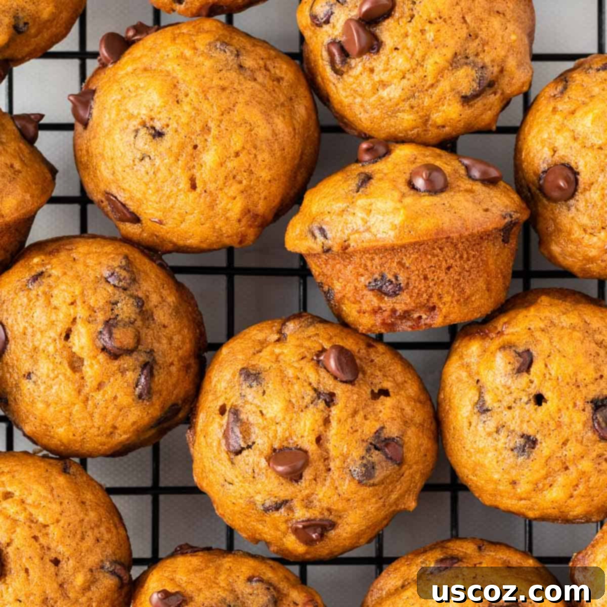 Bite-Sized Pumpkin Delights 2 Golden brown mini pumpkin chocolate chip muffins cooling on a wire rack, ready to be enjoyed.