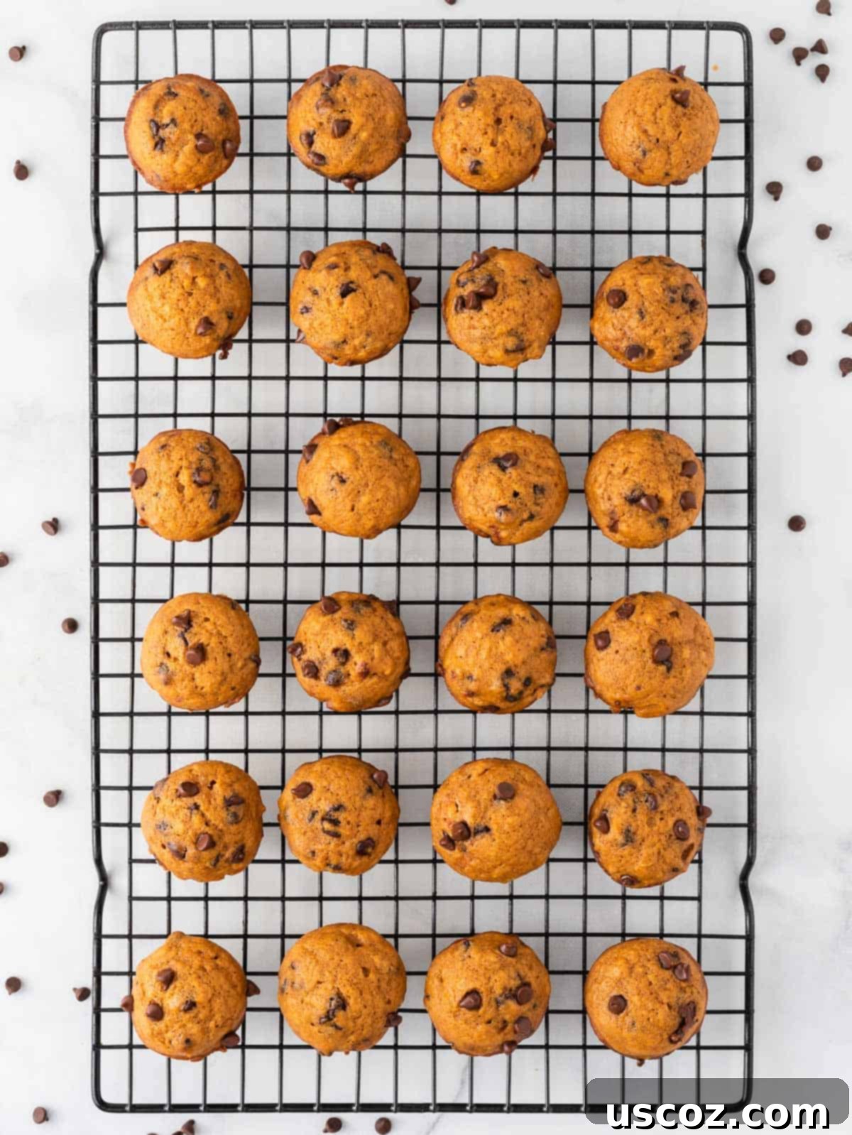 Bite-Sized Pumpkin Delights 16 A batch of mini pumpkin chocolate chip muffins cooling on a metal wire rack.