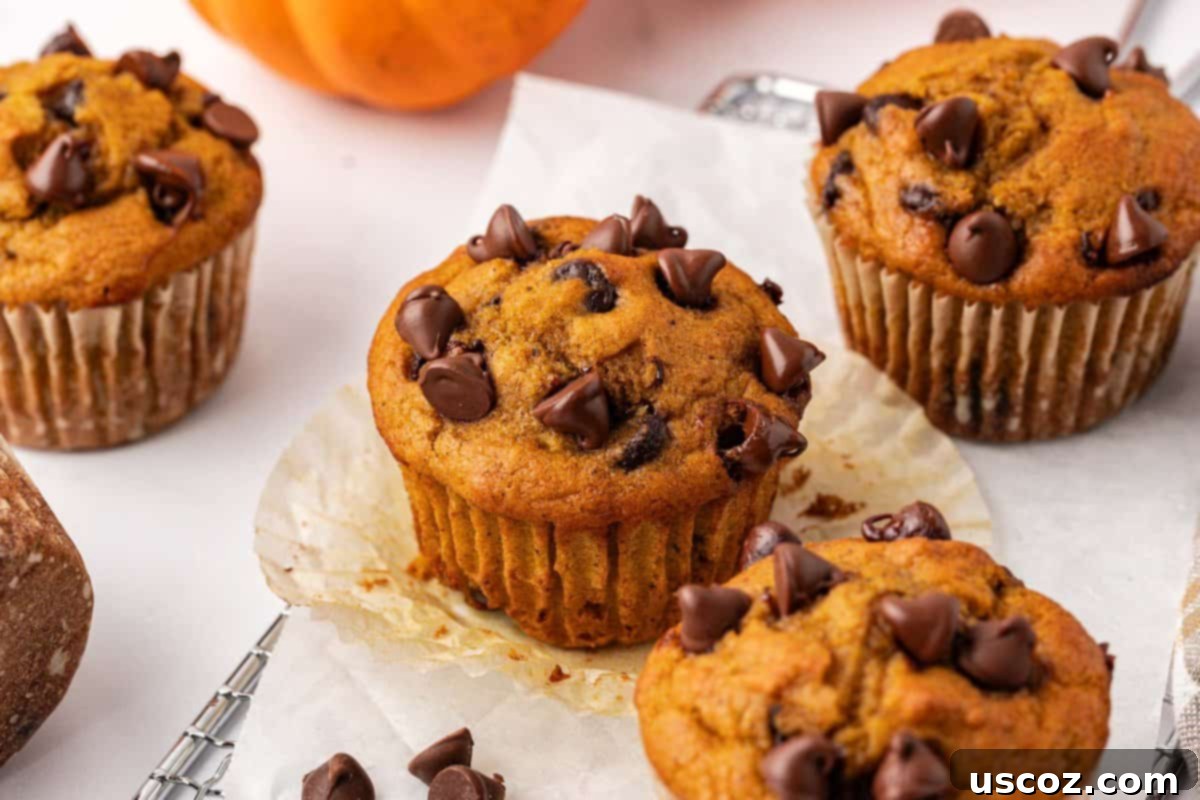 Spiced Pumpkin Chocolate Chip Muffins 19 pumpkin chocolate chip muffins